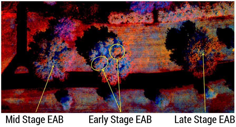 Mid, early, and late states of EAB infestations.