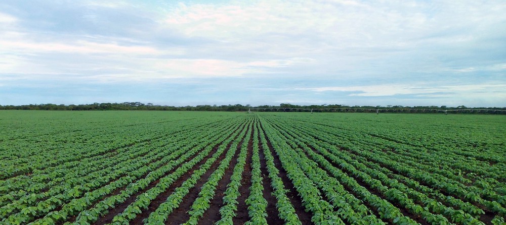 Agricultural Field