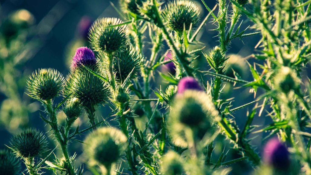 Canada Thistle