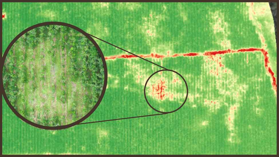 Map of a nematode infection