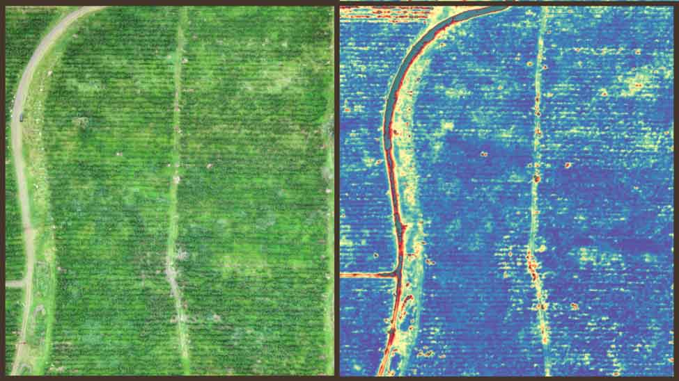 RGB and NDVI maps