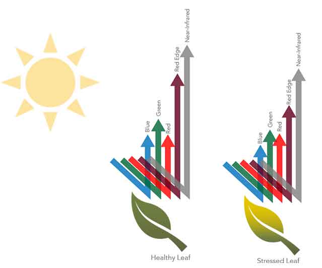 Plant reflectance graphic