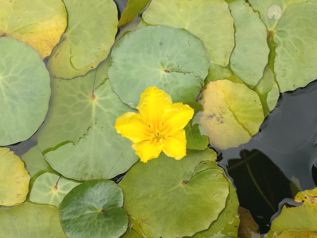 Yellow floating heart