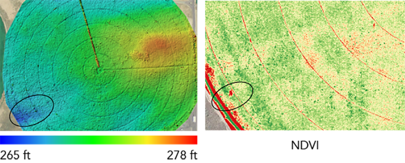 NDVI