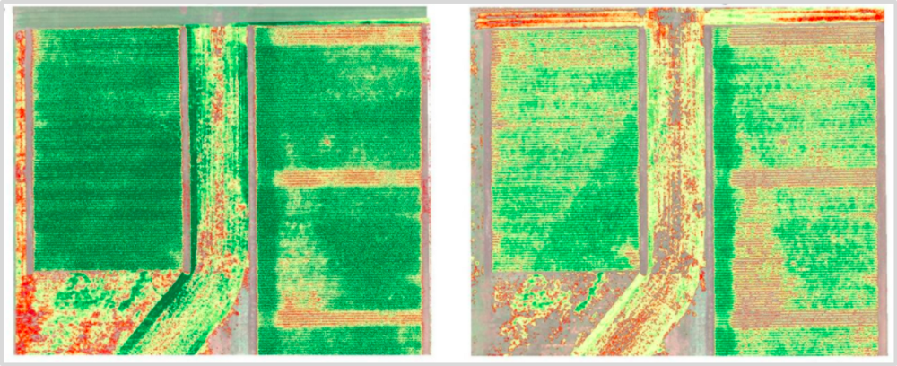 NDVI map