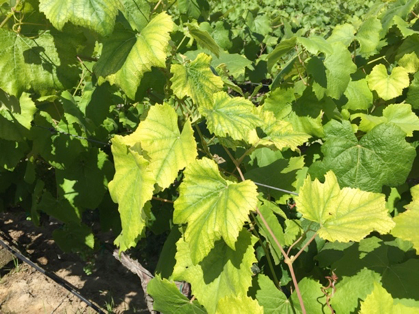 Chlorotic vines